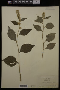 Solidago flexicaulis image