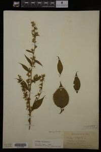 Solidago flexicaulis image