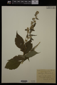 Solidago flexicaulis image