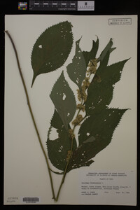 Solidago flexicaulis image