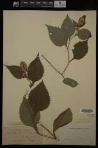 Solidago flexicaulis image