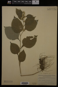Solidago flexicaulis image