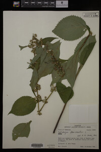 Solidago flexicaulis image