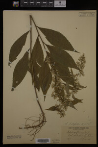 Solidago flexicaulis image