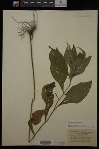 Solidago flexicaulis image