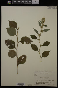 Solidago flexicaulis image