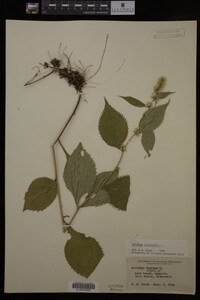 Image Associated With the Occurrence
