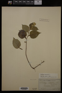 Solidago flexicaulis image