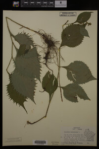 Solidago flexicaulis image