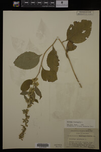 Solidago flexicaulis image