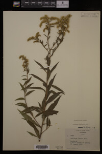 Solidago gigantea image