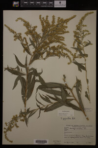 Solidago gigantea image