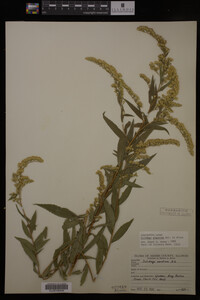 Solidago gigantea image