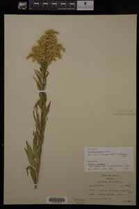 Solidago gigantea image