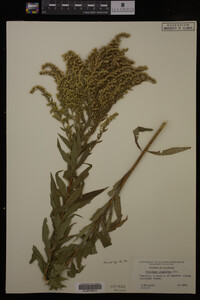 Solidago gigantea image