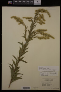 Solidago gigantea image