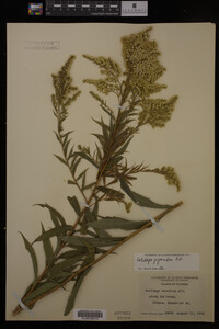 Solidago gigantea image