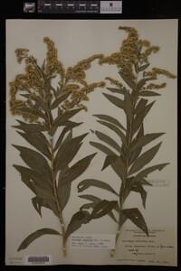 Media resource of Solidago gigantea