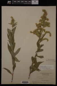Solidago gigantea image