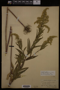 Solidago gigantea image