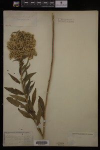 Solidago gigantea image