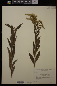 Solidago gigantea image