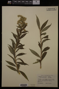 Solidago gigantea image