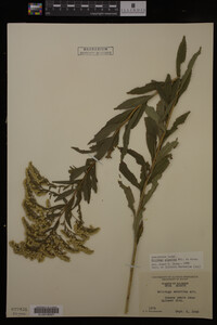 Solidago gigantea image