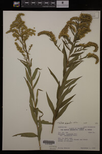 Solidago gigantea image