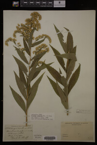 Solidago gigantea image