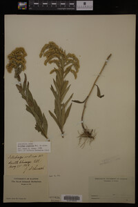 Solidago gigantea image