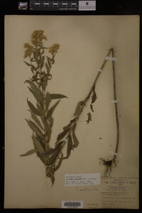 Solidago gigantea image