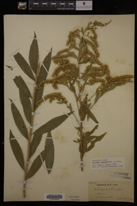 Solidago gigantea image
