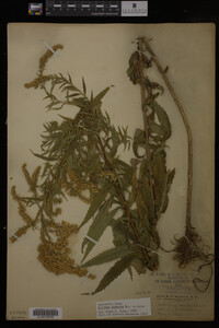 Solidago gigantea image