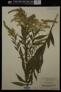 Solidago gigantea image
