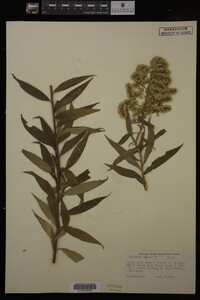 Solidago gigantea image