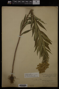 Solidago gigantea image