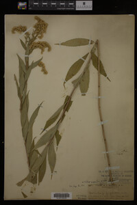 Solidago gigantea image