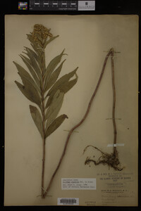 Solidago gigantea image