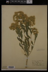 Solidago gigantea image