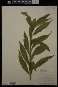 Solidago gigantea image
