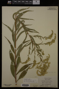 Solidago gigantea image