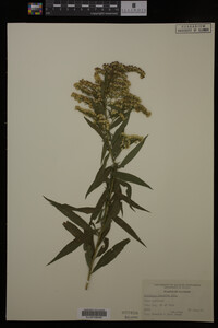 Solidago gigantea image