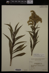 Solidago gigantea image