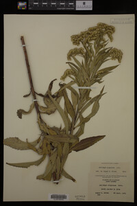 Solidago gigantea image