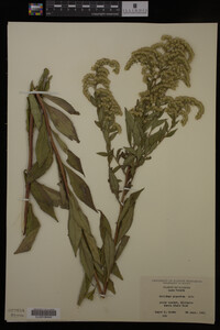 Solidago gigantea image