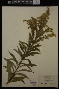 Solidago gigantea image
