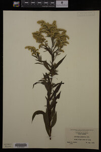 Solidago gigantea image