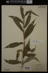 Solidago gigantea image