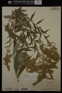Solidago gigantea image